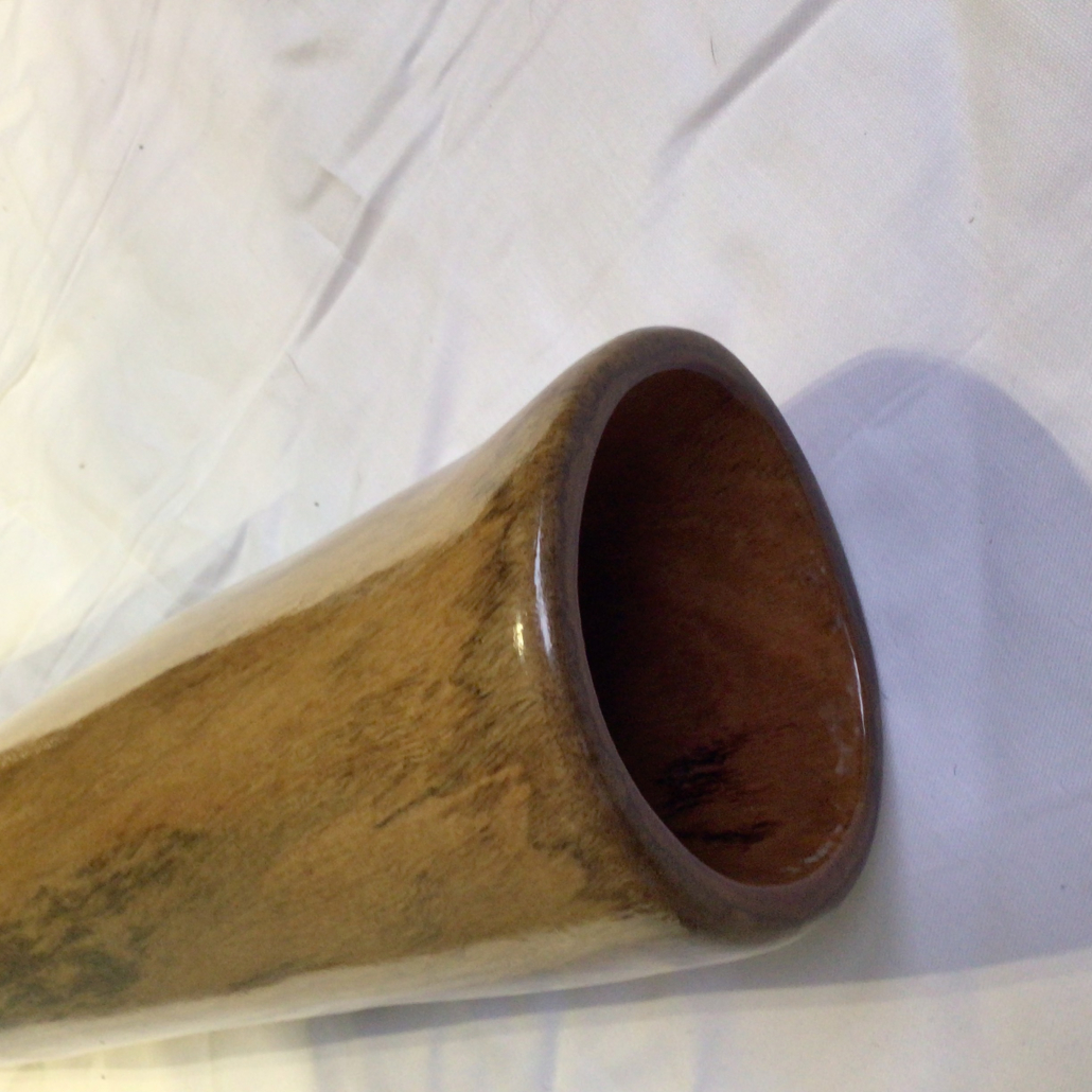 Stringy bark eucalyptus 10 - Image 2